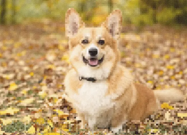 Corgi dog autumn leaves