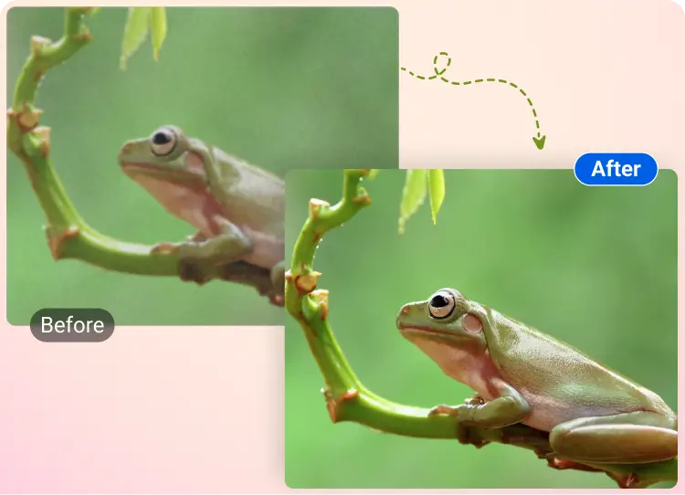 Green tree frog retouch