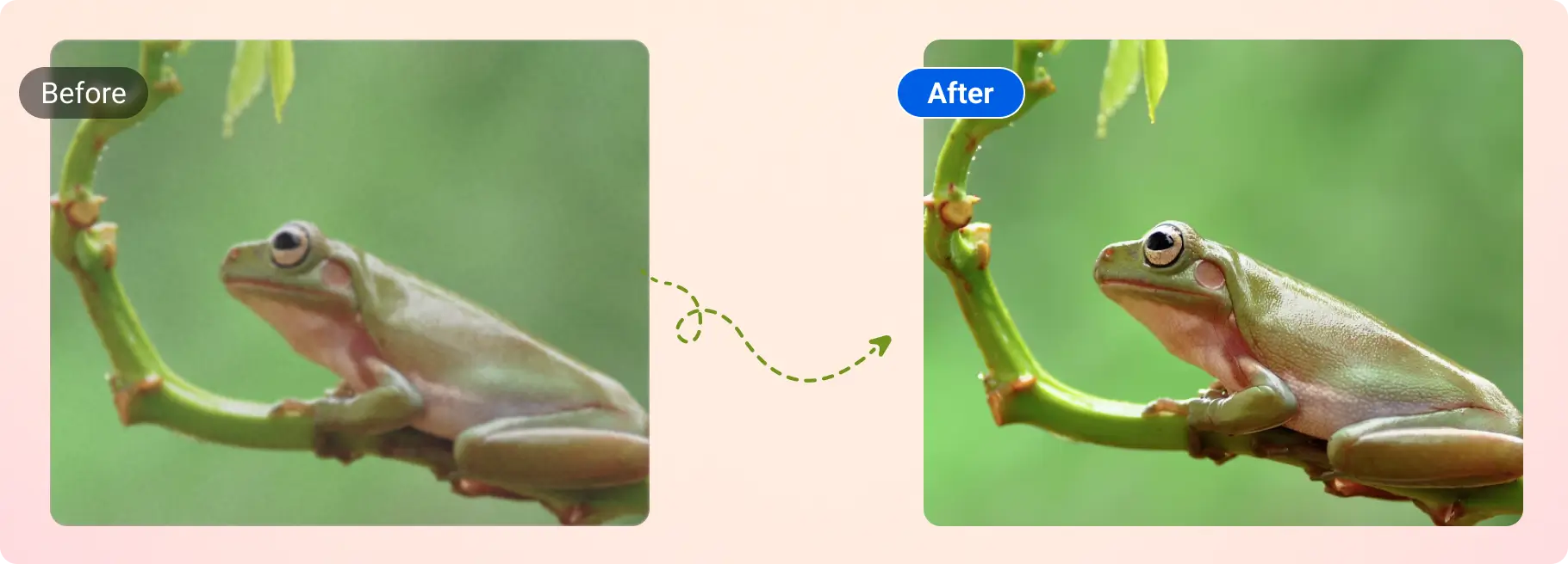 Green tree frog retouch