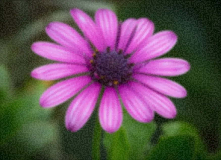 Pink daisy flower macro green background