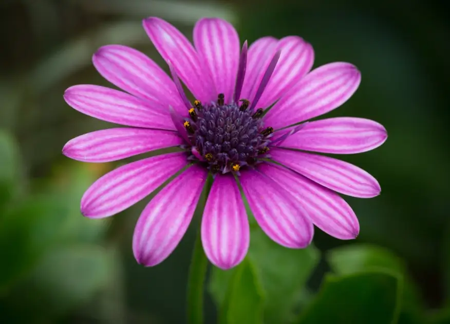 Pink daisy flower macro green background